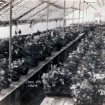 Hayashi Mixed plant house 1924